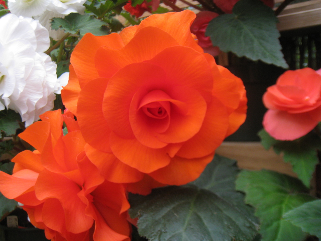 B. ‘Orange Dream’